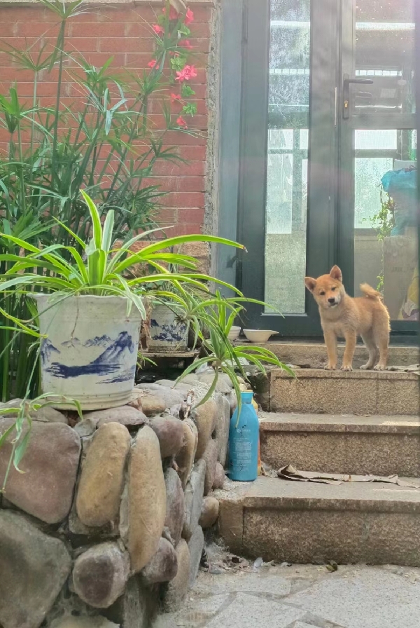 20231116/6555c86cf1d46.jpg 1832716483_副本.jpg